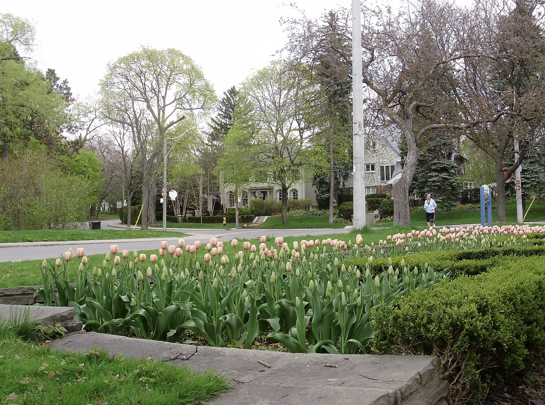 Lawrence Park walking path in the park. Greenery on both sides of the path.